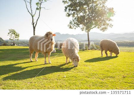 Cute Sheeps in sheep farm in Chiang Rai province of Thailand. Cute Sheeps in sheep farm in Chiang Rai province of Thailand. 135571711