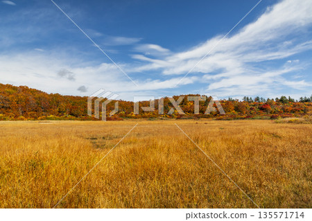 Autumn scenery of Iwakagami Marsh with red leaves (Akita Prefecture) Autumn scenery of Iwakagami Marsh with red leaves (Akita Prefecture) 135571714
