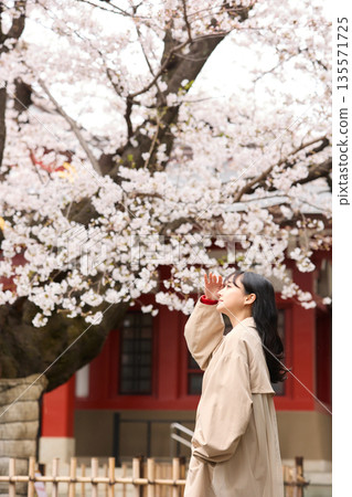 一位年輕的亞洲女性正在欣賞櫻花。 135571725
