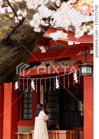 Portrait of a young Asian woman enjoying cherry blossom viewing Portrait of a young Asian woman enjoying cherry blossom viewing 135571742