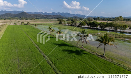 Aerial view of agriculture field in Pa Daet district one of the southern part of Chiang Rai province of Thailand. 135571757