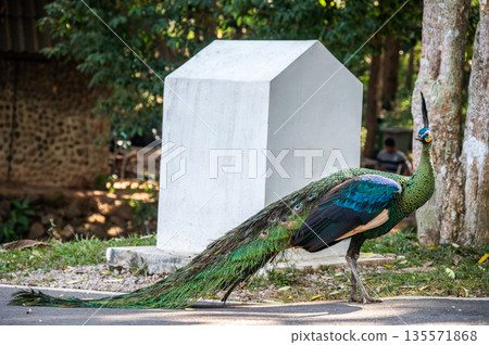 Green Peafowl (or Thai Peacok) living in Mae Puem National Park in Phayao province of Thailand. This is a peafowl species native to the tropical forests of Southeast Asia.  135571868