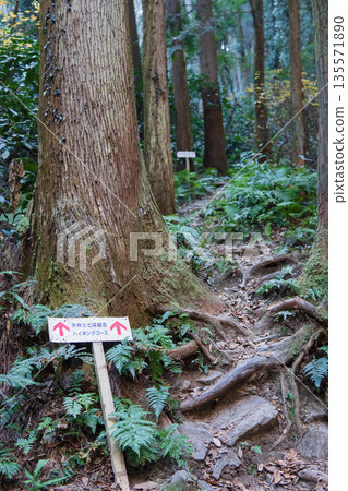 Saitama Prefecture: Forest hiking trail to Mt. Ishimori / Ogawamachi 135571890