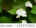 Summer flowers: Houttuynia cordata 2 135571921