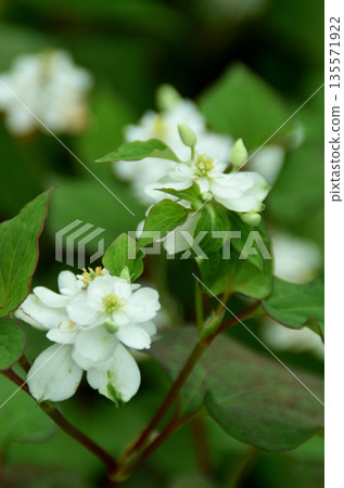 Summer flowers: Houttuynia cordata 2 Summer flowers: Houttuynia cordata 2 135571922