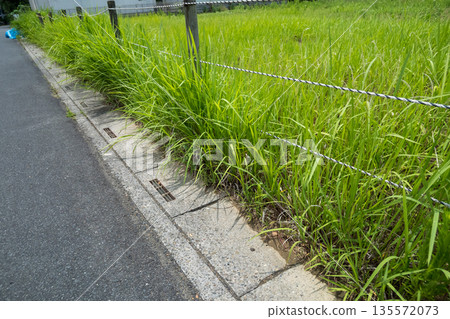 Weeds spilling out onto the road from a vacant lot 135572073