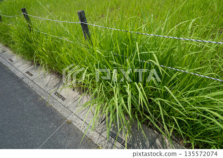 Weeds spilling out onto the road from a vacant lot 135572074