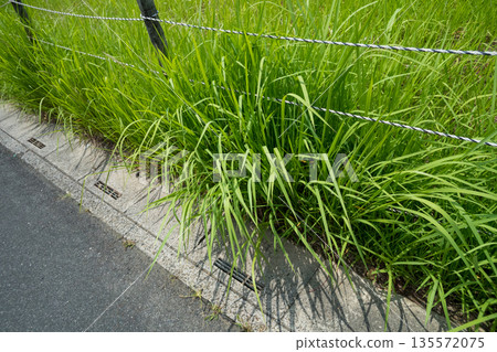 Weeds spilling out onto the road from a vacant lot 135572075