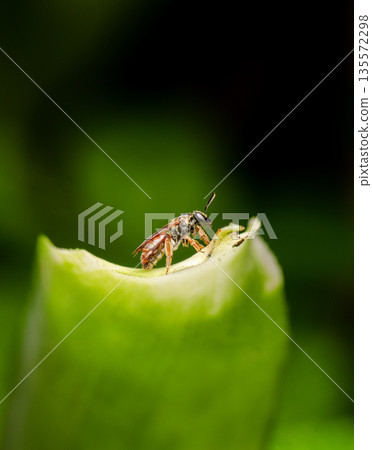 Red Bee of the Parasphecodes subgenus Red Bee of the Parasphecodes subgenus 135572298