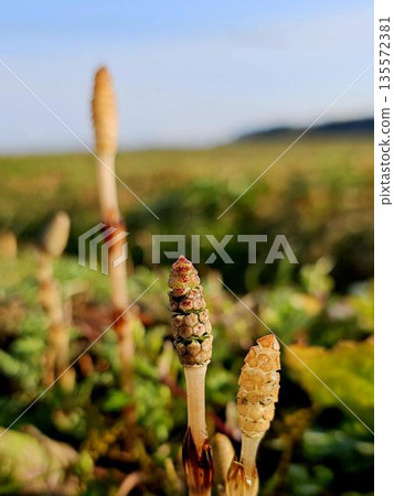 Tsukuri Shinkbo 135572381