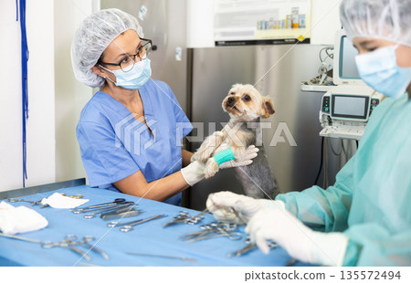 Female veterinarian conducting examination of Yorkshire Terrier at veterinary clinic Female veterinarian conducting examination of Yorkshire Terrier at veterinary clinic 135572494