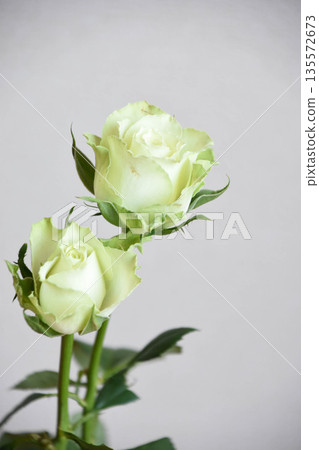 Green roses Green roses 135572673