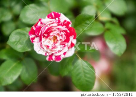 red and white roses red and white roses 135572811