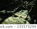 苔蘚的世界 135573299