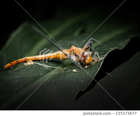 Dead Fiery Skimmer Dragonfly Dead Fiery Skimmer Dragonfly 135573677