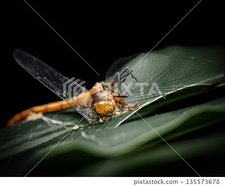 Dead Fiery Skimmer Dragonfly Dead Fiery Skimmer Dragonfly 135573678
