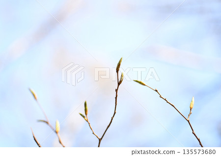 Sprout Sprout 135573680