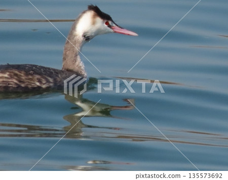 Winter Wandering Birds: Great Crested Grebes: Yodogawa, Osaka Prefecture Winter Wandering Birds: Great Crested Grebes: Yodogawa, Osaka Prefecture 135573692