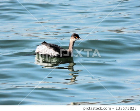 Winter Wandering Birds: Great Crested Grebes: Yodogawa, Osaka Prefecture Winter Wandering Birds: Great Crested Grebes: Yodogawa, Osaka Prefecture 135573825