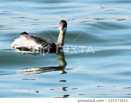 Winter Wandering Birds: Great Crested Grebes: Yodogawa, Osaka Prefecture Winter Wandering Birds: Great Crested Grebes: Yodogawa, Osaka Prefecture 135573832