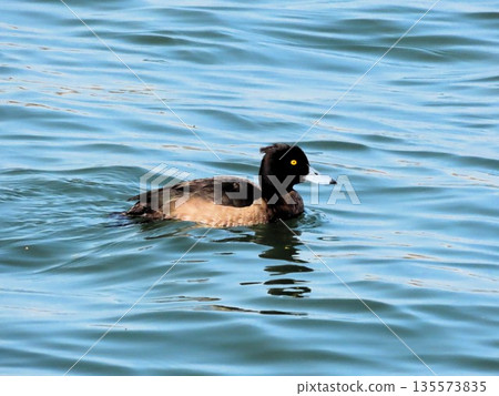 Winter birds: Wading birds: Golden-winged herd: Yodogawa Winter birds: Wading birds: Golden-winged herd: Yodogawa 135573835