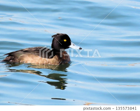 冬季鳥類:涉水鳥:金翅群:淀川 冬季鳥類:涉水鳥:金翅群:淀川 135573841