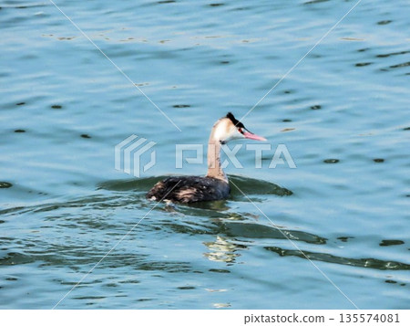 冬季候鳥:鳳頭䴙䴘:大阪府淀川 冬季候鳥:鳳頭䴙䴘:大阪府淀川 135574081