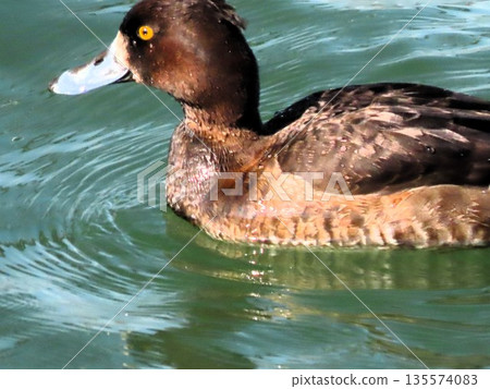 冬季鳥類:涉水鳥:金翅群:淀川 冬季鳥類:涉水鳥:金翅群:淀川 135574083