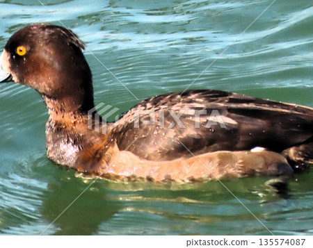 冬季鳥類:涉水鳥:金翅群:淀川 冬季鳥類:涉水鳥:金翅群:淀川 135574087