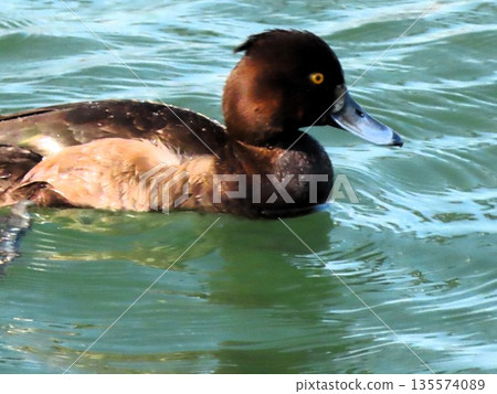 冬季鳥類:涉水鳥:金翅群:淀川 冬季鳥類:涉水鳥:金翅群:淀川 135574089