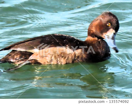 Winter birds: Wading birds: Golden-winged herd: Yodogawa Winter birds: Wading birds: Golden-winged herd: Yodogawa 135574092
