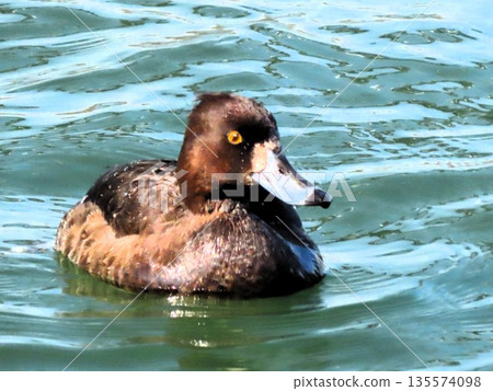 冬季鳥類:涉水鳥:金翅群:淀川 冬季鳥類:涉水鳥:金翅群:淀川 135574098