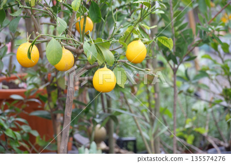 Lemon tree bearing ripe yellow fruit in a sunny garden setting 135574276