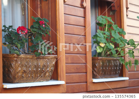 Bright flowers in window pots by wooden wall in sunny weather Bright flowers in window pots by wooden wall in sunny weather 135574365