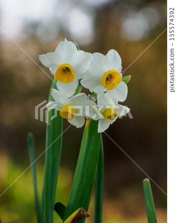 冬日盛開的水仙花：潔白的花朵靜靜地探出頭來 135574392