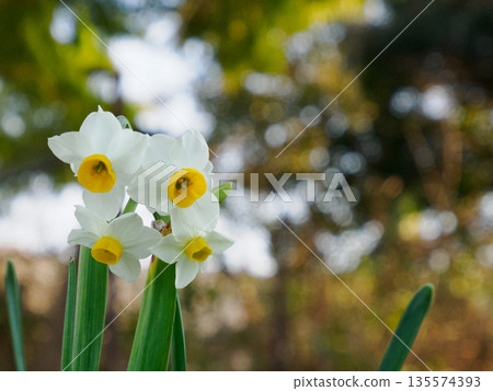 冬日盛開的水仙花:潔白的花朵靜靜地探出頭來 冬日盛開的水仙花:潔白的花朵靜靜地探出頭來 135574393
