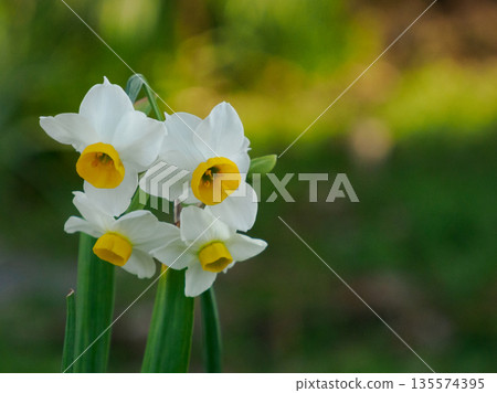 Daffodils Blooming in Winter: White flowers quietly raising their heads Daffodils Blooming in Winter: White flowers quietly raising their heads 135574395