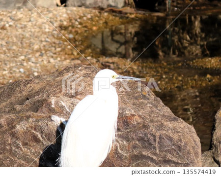 水邊鳥:銀河中的蒼鷺:大阪府枚方市銀河柱 水邊鳥:銀河中的蒼鷺:大阪府枚方市銀河柱 135574419