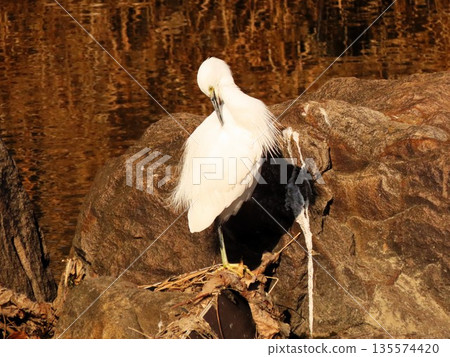 Waterside birds: Herons in the Milky Way: Milky Way Wand, Hirakata City, Osaka Prefecture Waterside birds: Herons in the Milky Way: Milky Way Wand, Hirakata City, Osaka Prefecture 135574420