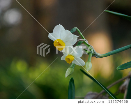 Daffodils Blooming in Winter: White flowers quietly raising their heads Daffodils Blooming in Winter: White flowers quietly raising their heads 135574466