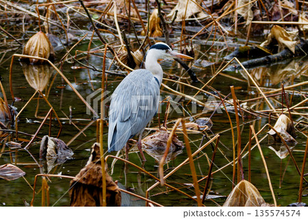 Hunting of the Hawthorn 135574574