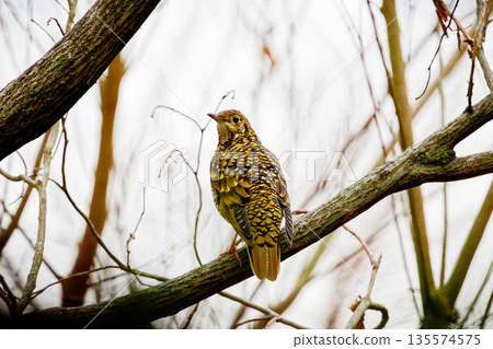 A brown thrush (Turdus thrush) perched on a branch A brown thrush (Turdus thrush) perched on a branch 135574575