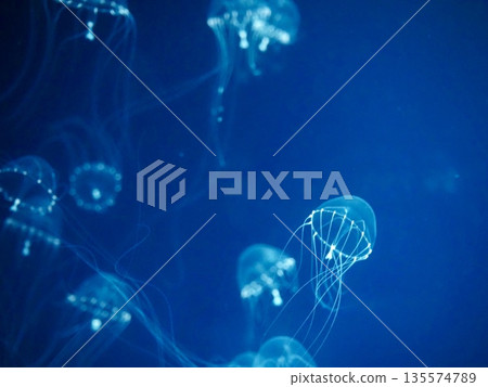 Jellyfish lit up 135574789