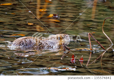 海狸鼠,一種在池塘中繁殖的入侵種 海狸鼠,一種在池塘中繁殖的入侵種 135574841