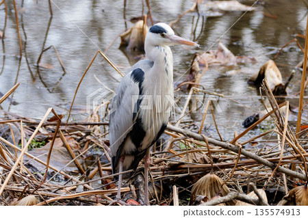 Hunting of the Hawthorn 135574913