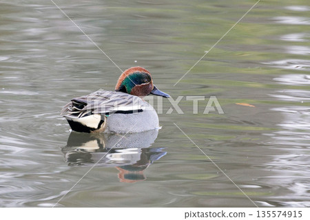 Teal duck at the waterside 135574915