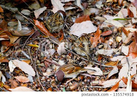 Bird watching: A flock of sparrows foraging on the ground Bird watching: A flock of sparrows foraging on the ground 135574918