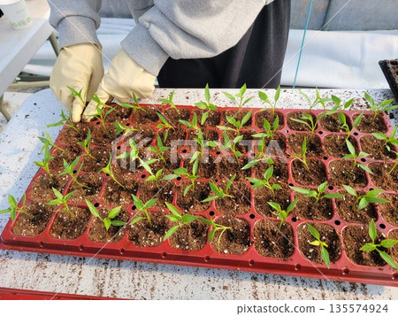 Close-up of Farmer's Hands Transplanting Young Seedlings into Trays, Marking the Beginning of Spring Farming Close-up of Farmer's Hands Transplanting Young Seedlings into Trays, Marking the Beginning of Spring Farming 135574924