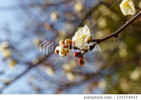 白梅花預示著早春的到來 135574933