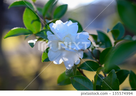 White Camellia in Gentle Winter: A flower that quietly connects the seasons White Camellia in Gentle Winter: A flower that quietly connects the seasons 135574994